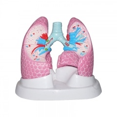 estructura pulmonar modelo anatómico