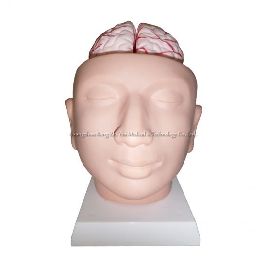 cabeza cerebro modelo cráneo