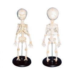 modelo de esqueleto infantil