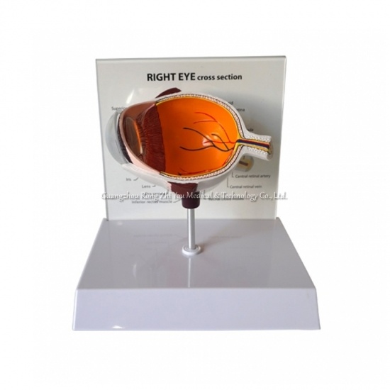 modelo anatómico del ojo