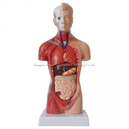 torso de anatomía humana