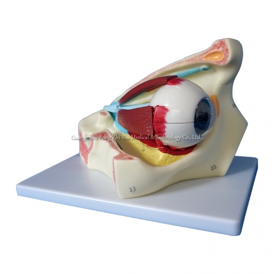 modelo de ojo