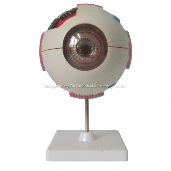 modelo de ojo anatómico humano