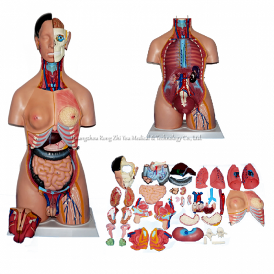 modelo de torso humano