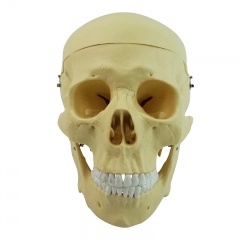 cráneo humano de plástico