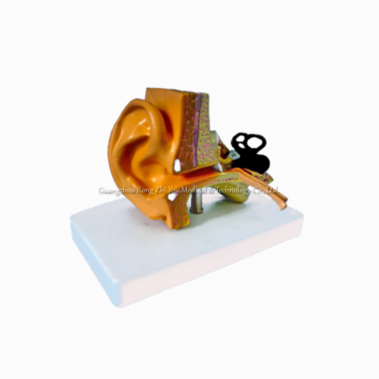 modelo de oreja humana