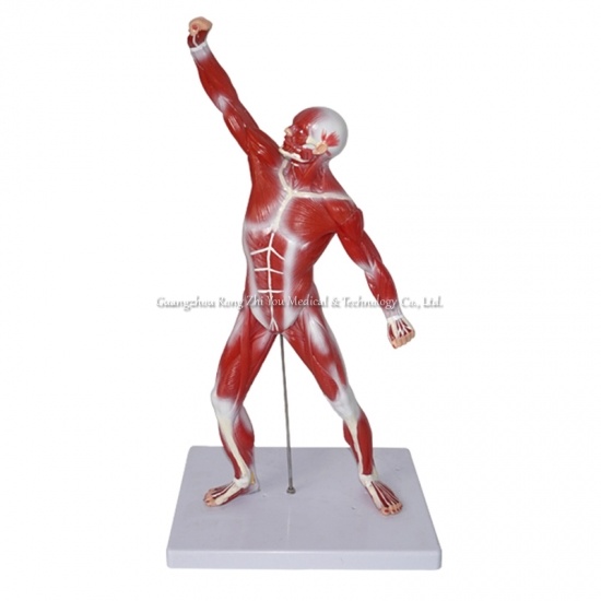 modelo de músculo del cuerpo humano
