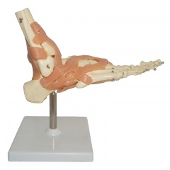 articulación del pie humano de tamaño natural