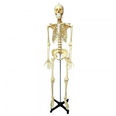 modelo de esqueleto humano