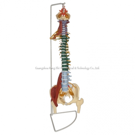 modelo de anatomía de la columna vertebral