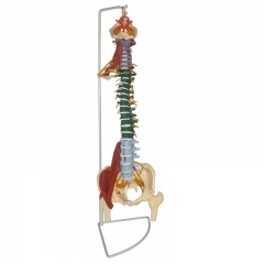 modelo de anatomía de la columna vertebral