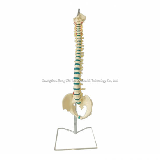 modelo de anatomía esquelética de espina humana