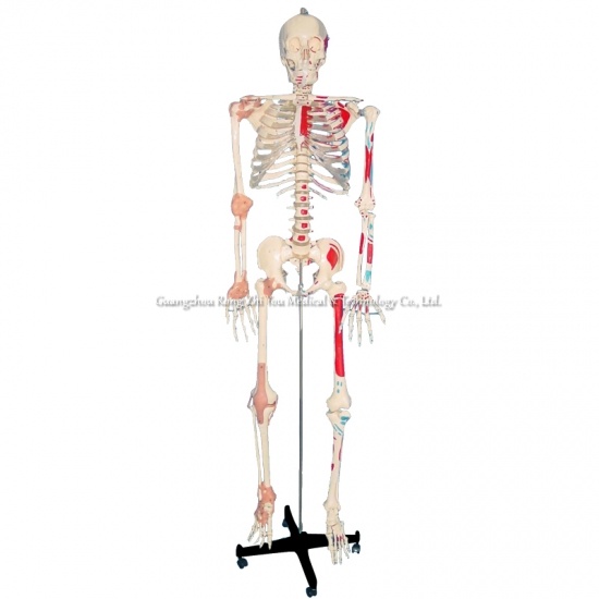 modelo de esqueleto con ligamento y músculo