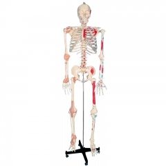 modelo de esqueleto con ligamento y músculo