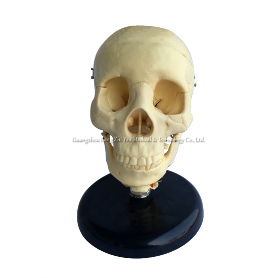modelo de cráneo con columna cervical