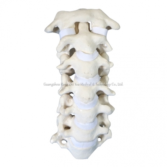 modelo de entrenamiento espinal cervical