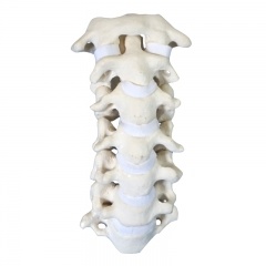 modelo de entrenamiento espinal cervical