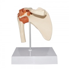 modelo de articulación de hombro