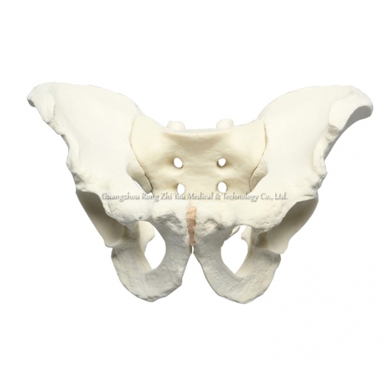 modelo de hueso de pelvis humana