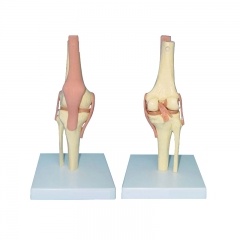 modelo de esqueleto de rodilla