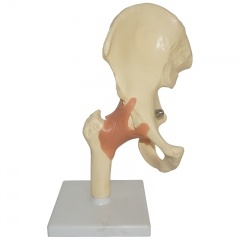 modelo de cadera humana