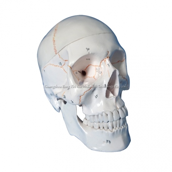 modelo de calavera con número