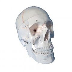 modelo de calavera con número