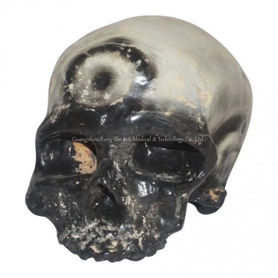 modelo de calavera de tamaño natural