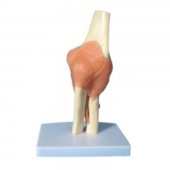 modelo anatómico de la articulación del codo
