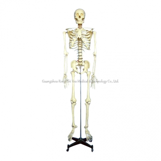 modelo de esqueleto humano