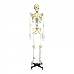 modelo de esqueleto humano