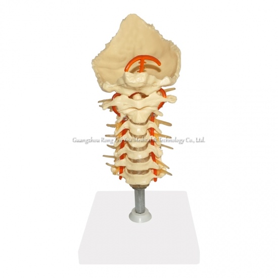 modelo de columna vertebral cervical