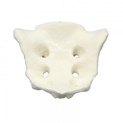 modelo de hueso sacro médico