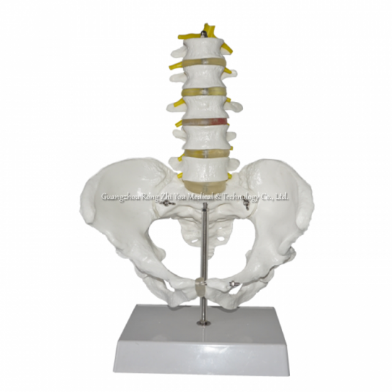 modelo de esqueleto de pelvis con 5 vértebras lumbares