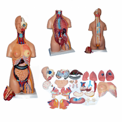 torso humano