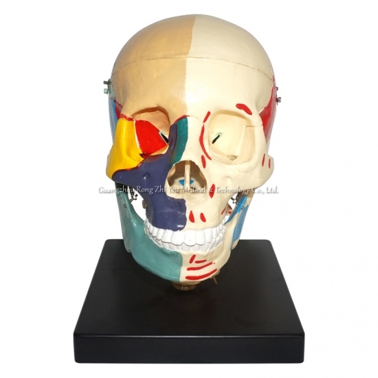 modelo de cráneo humano
