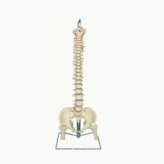 modelo de enseñanza médica