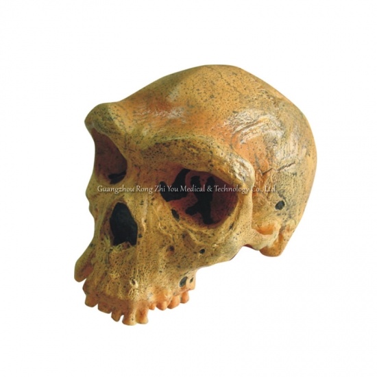 modelo de calavera