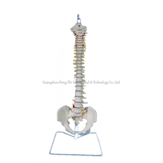 columna vertebral flexible