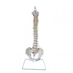 columna vertebral flexible