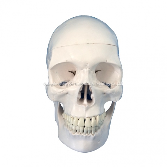 esqueleto médico modelo de calavera