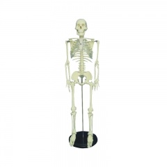 Modelo de esqueleto humano anatómico de 85cm
