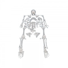 esqueleto humano desarticulado