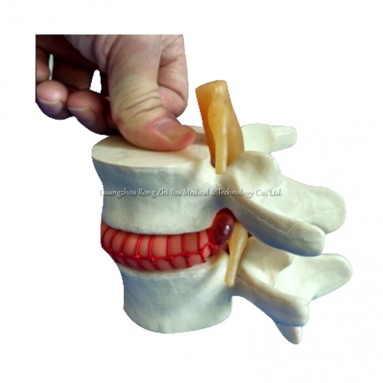 modelo de simulador vertebral
