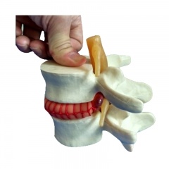 modelo de simulador vertebral