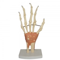 modelo de mano humana