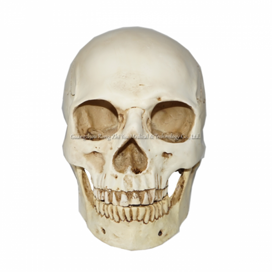 modelo de calavera de tamaño natural