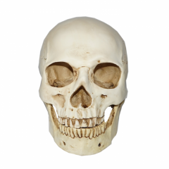modelo de calavera de tamaño natural