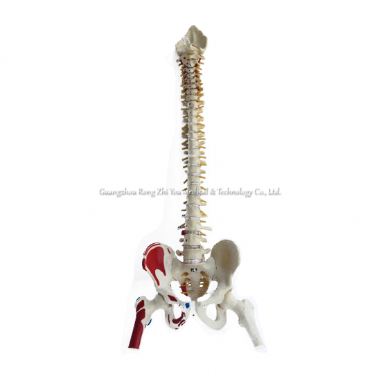 modelo de columna vertebral flexible