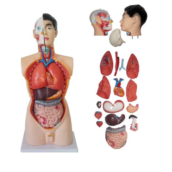 85 cm torso masculino 19 partes